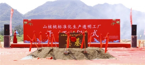 【一线投影】临安区年产10000吨山核桃标准化生产透明工厂项目开工！